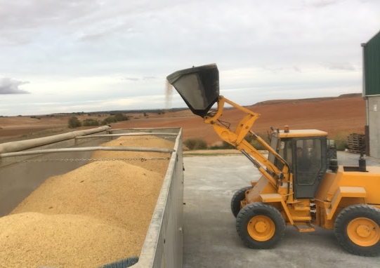 loading grain shovel in truck